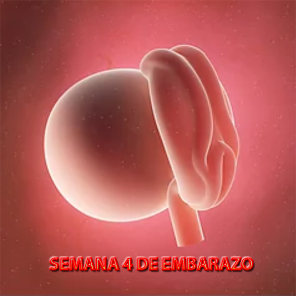 Semana 4 de embarazo