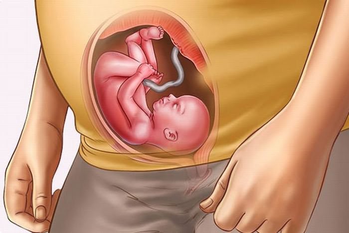 En la semana 17 de embarazo muchas madres hacen una ecografía del feto como parte de la segunda evaluación.